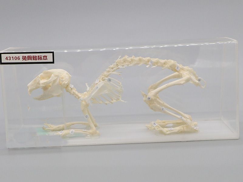 兔骨骼標本