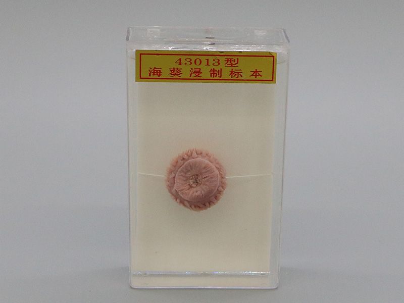 ?？茦?biāo)本